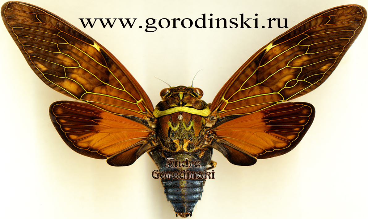 http://www.gorodinski.ru/insects/Graptopsaltria bimaculata.jpg